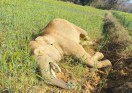 Elephant killed from current